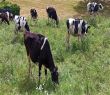 mucche su monte baldo